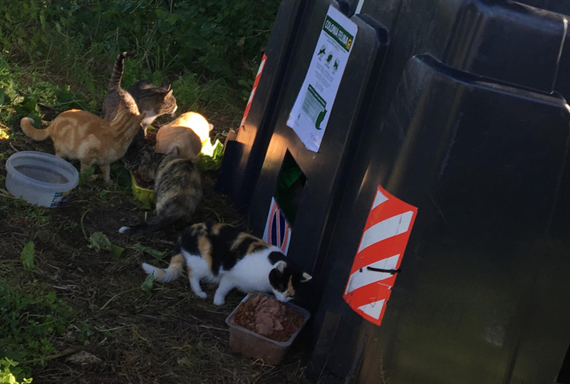Medio Ambiente y Gatos del Puerto concluyen la instalación de refugios en las colonias felinas