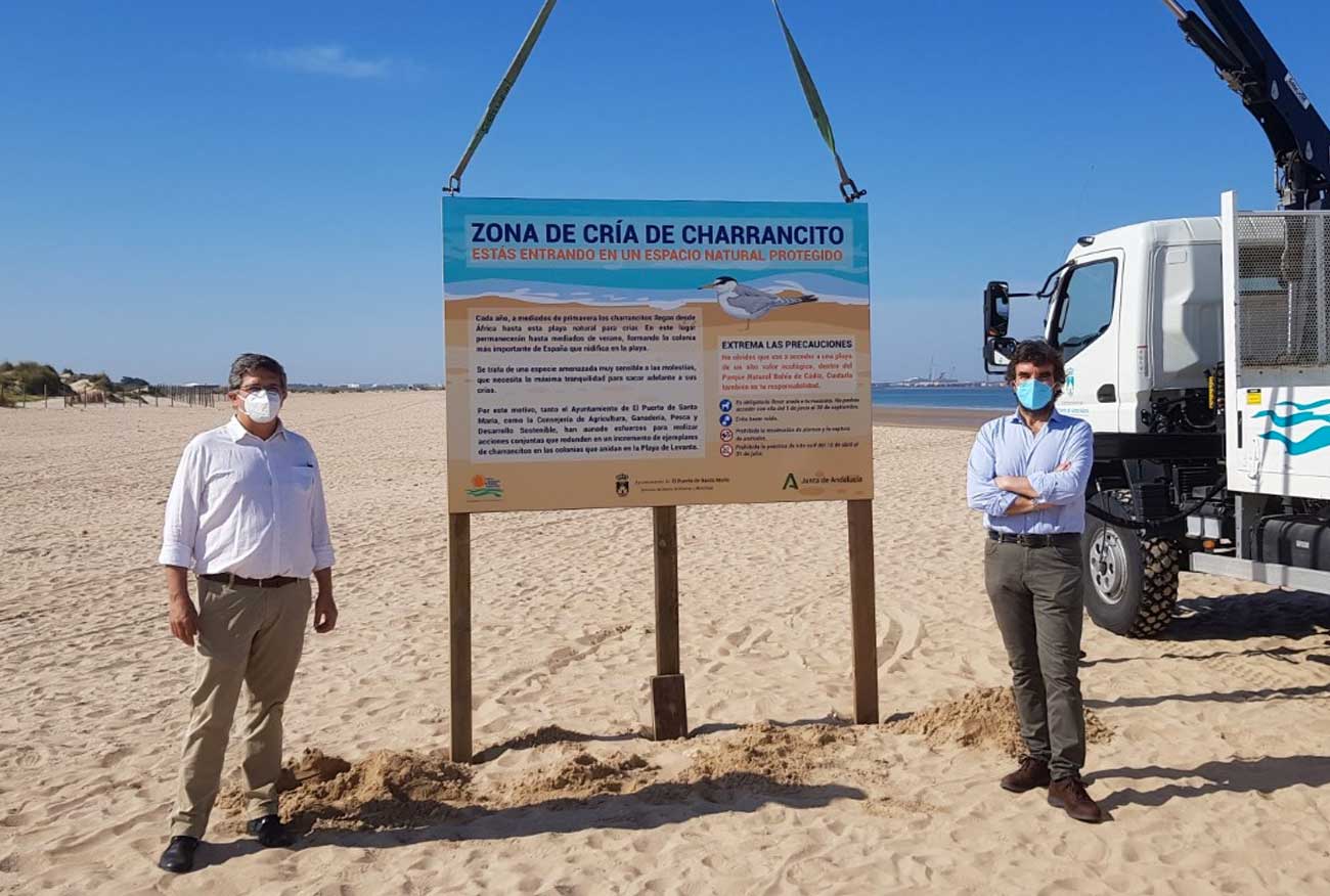 El Ayuntamiento participa junto al Parque de los Toruños y el Parque Natural Bahía de Cádiz en una campaña para preservar la reproducción de charranes