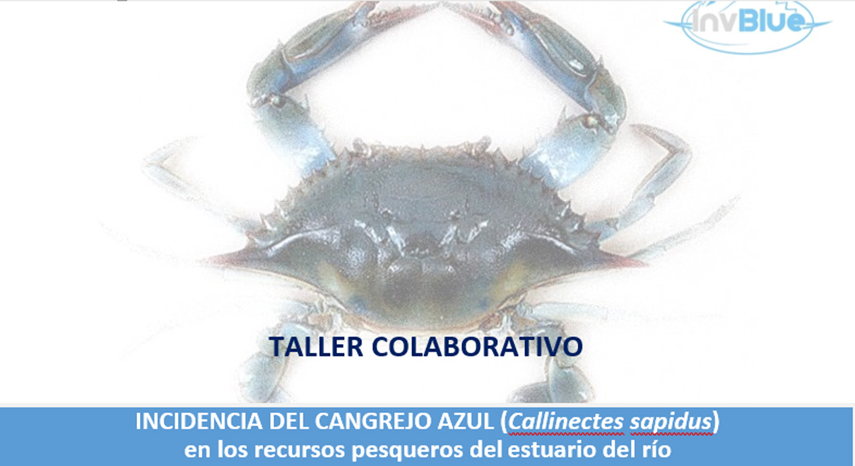 Un grupo de expertos abordará la incidencia del cangrejo azul en los recursos pesqueros del estuario del Guadalquivir y el Golfo de Cádiz