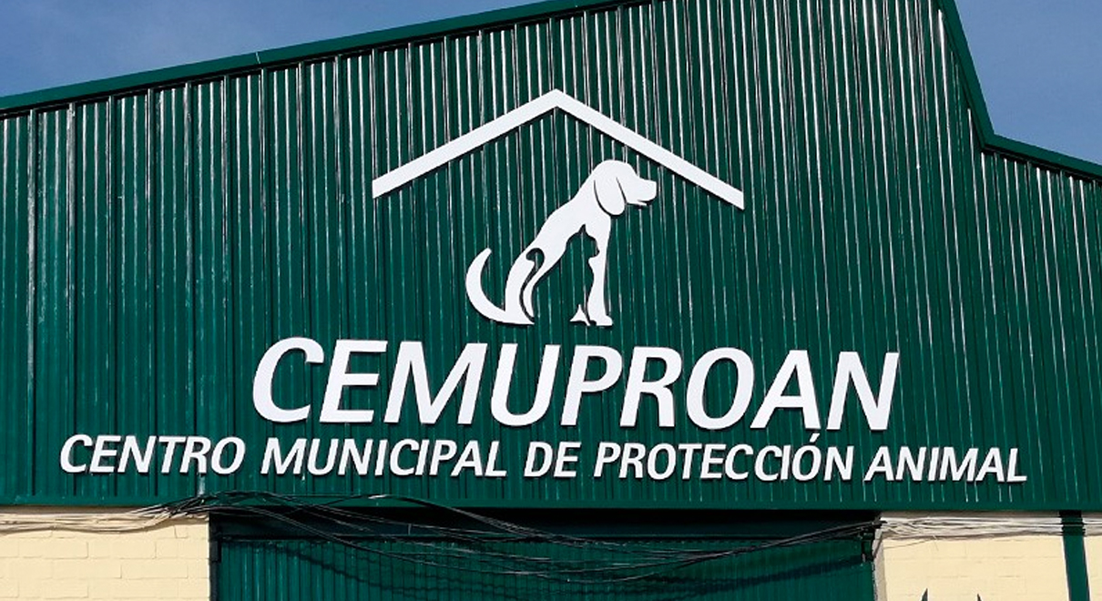 Medio Ambiente y la Asociación “Gatos de El Puerto” trabajan conjuntamente para promover la adopción y reducir las colonias urbanas de gatos ferales