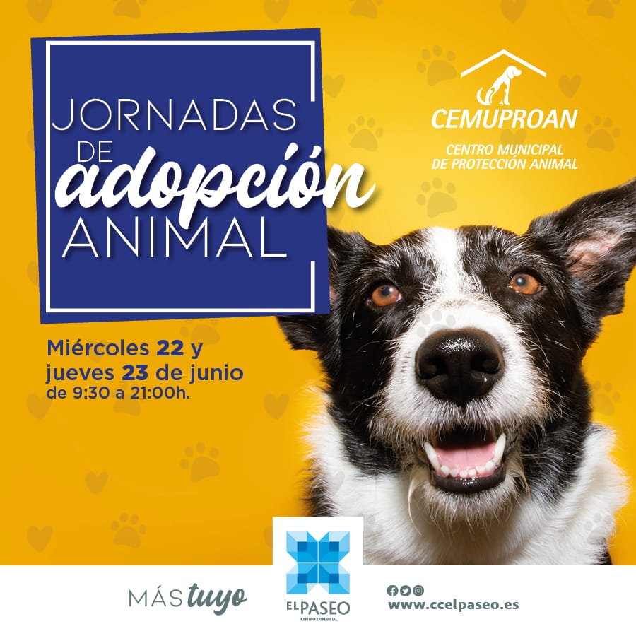 Adopción animal