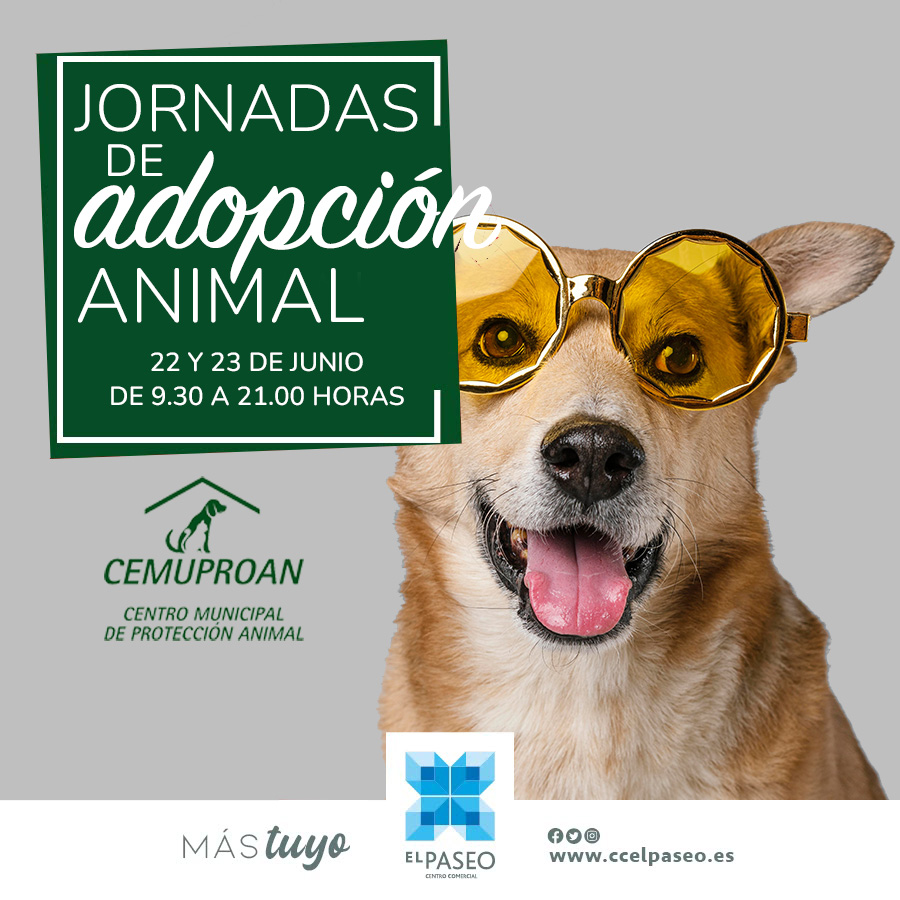 Adopción animal
