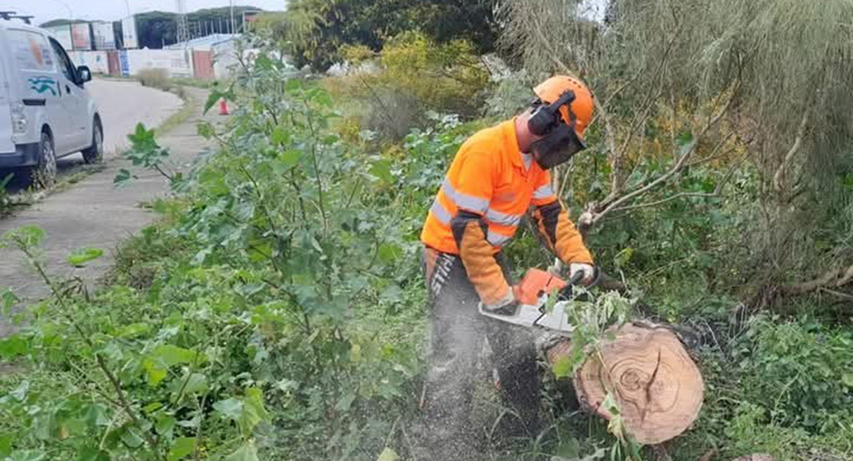 Comienzan las tareas de desbroce de vegetación en los pinares de El Puerto para prevenir incendios