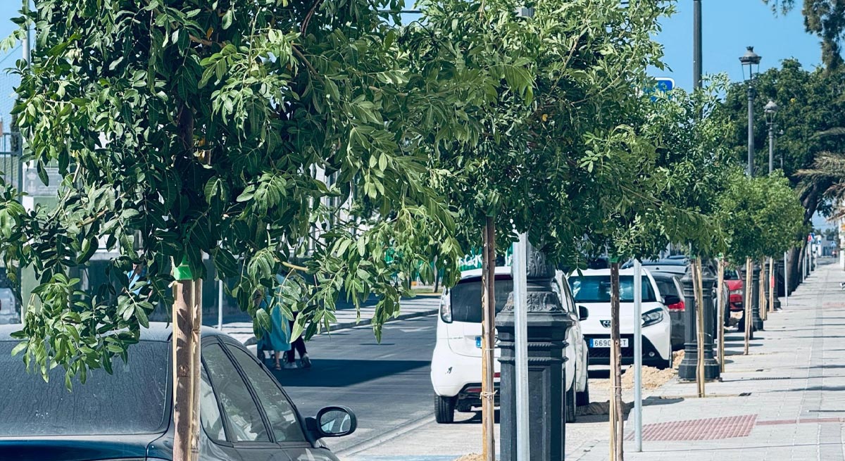 El Ayuntamiento inicia la plantación del nuevo arbolado en la Avenida de la Bajamar