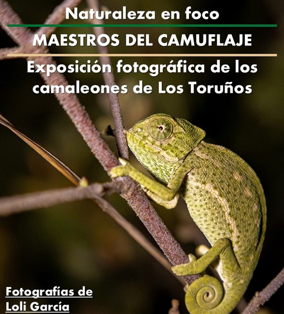 Día Internacional de los Camaleones