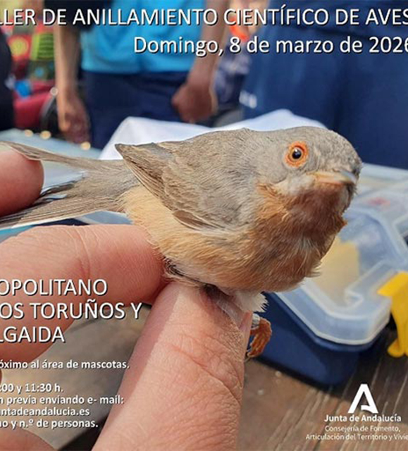 Anillamiento científico de Aves. Demostración